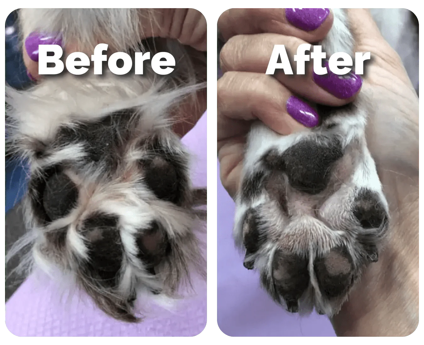 PawFectHeaven PawTrimmer™